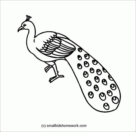 Peacock - Outline And Coloring Picture - Coloring Home