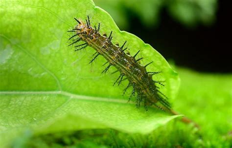 10 incredible facts about the glow worms in New Zealand Caves - The geography teacher