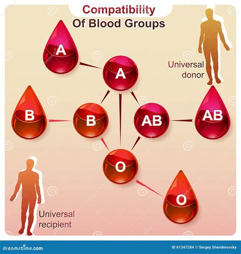 Compatibility of Blood Groups Stock Vector - Illustration of hope ...