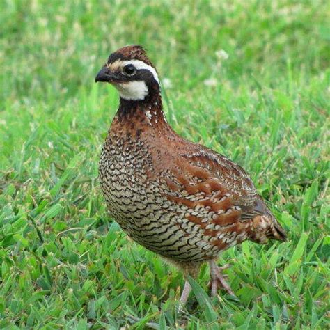 Backyard Quail: An Ideal Poultry Bird for Small-Scale Farmers – Mother Earth News