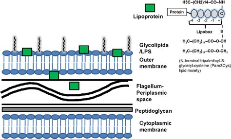 | Structure of spirochetal membrane and lipoproteins. Similarly to... | Download Scientific Diagram