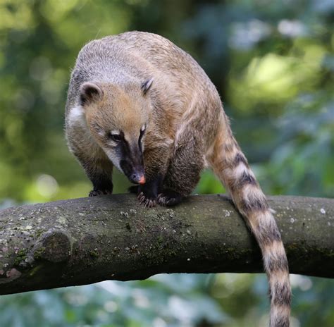 Nasenbaer Nasua nasua Zoo Augsburg-04 - South American coati ...