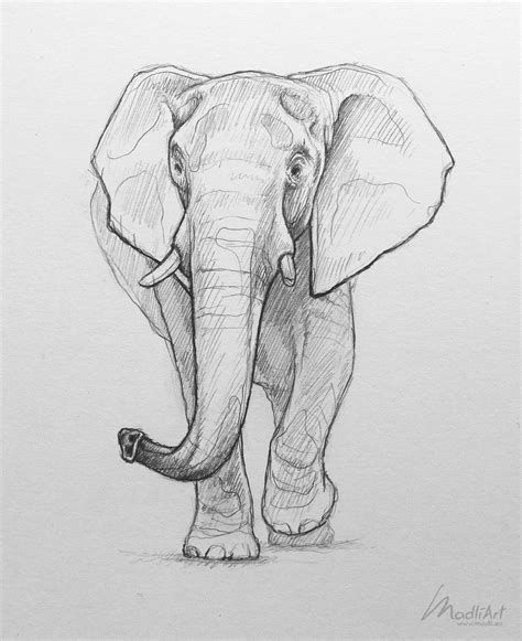 Elephant Drawing | Elephant | Elephant sketch, Animal drawings sketches, Sketches