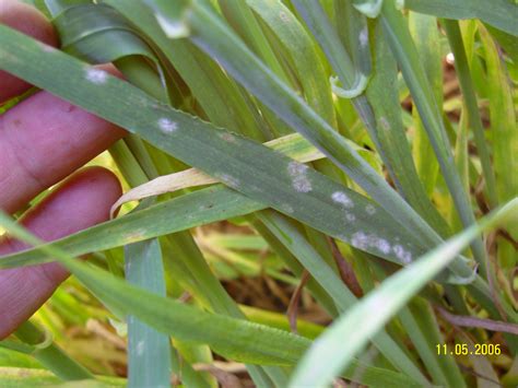 Crop diseases: forecasts and management | Agriculture and Food