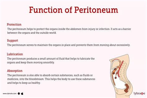 Peritoneum (Human Anatomy): Image, Functions, Diseases and Treatments