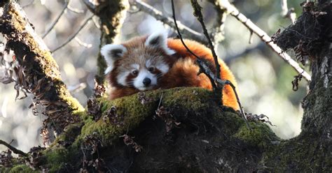 Red Panda Habitat Destruction