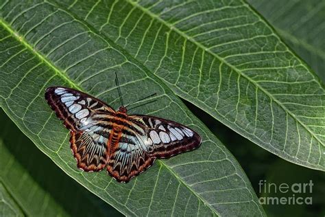 In St. Louis Butterfly house Photograph by Igor Aleynikov - Fine Art America