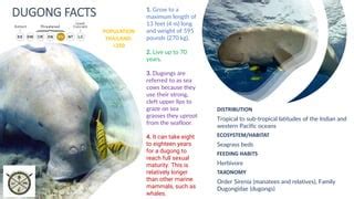 DUGONG FACT | PPT