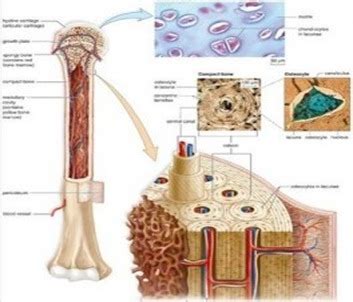 ANATOMY-DUCTS and CANALS IN ANIMALS | BIOZOOM