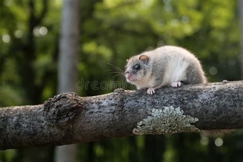 Dormouse Hibernation Stock Photos - Free & Royalty-Free Stock Photos from Dreamstime