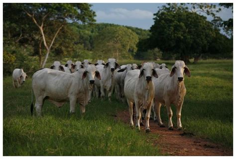 Generalidades de la Ganadería Bovina.: Ganadería Bovina