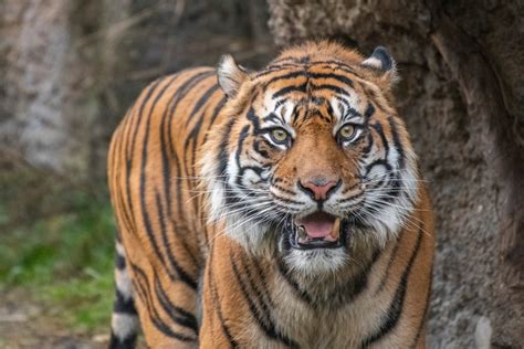 Meet the new Sumatran tiger, Sanjiv! - Point Defiance Zoo & Aquarium