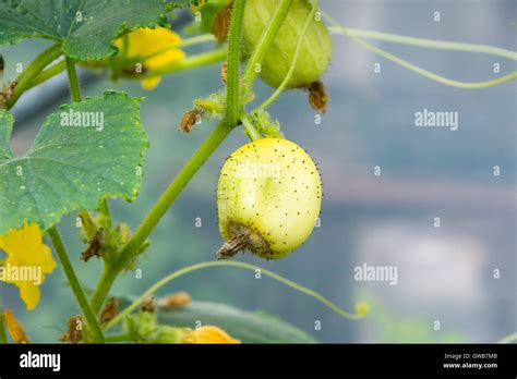 Lemon cucumber plant (Cucumis sativus 'Lemon') with fruit growing Stock Photo - Alamy