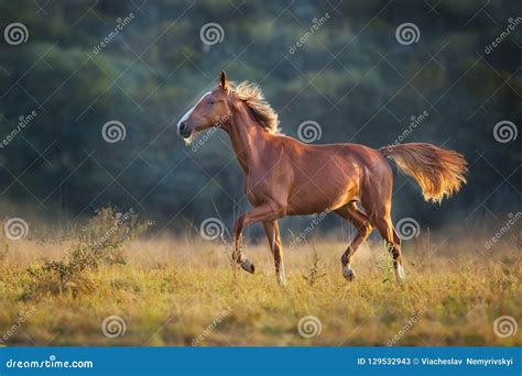 Red horse run stock image. Image of portrait, orange - 129532943