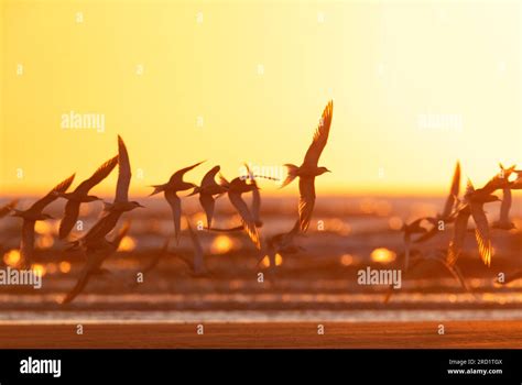 Flock of migrant Common Terns (Sterna hirundo) resting in the evening on the beach during spring ...