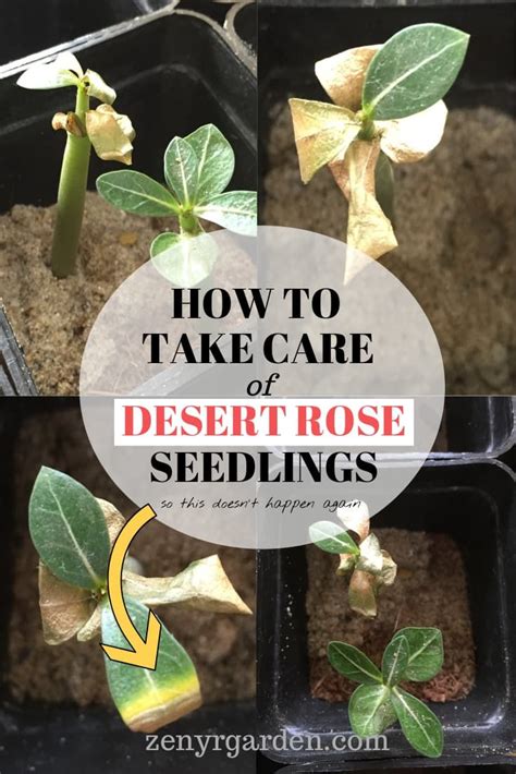 Desert Rose Seedling Care Guide