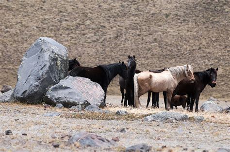 Wild Horses of Cotopaxi National Park