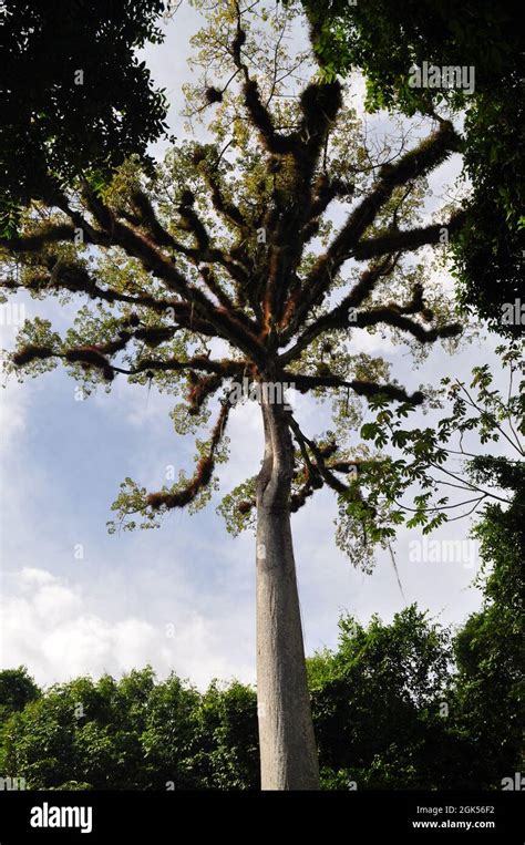 A ceiba tree at Tikal National Park, Guatemala Stock Photo - Alamy