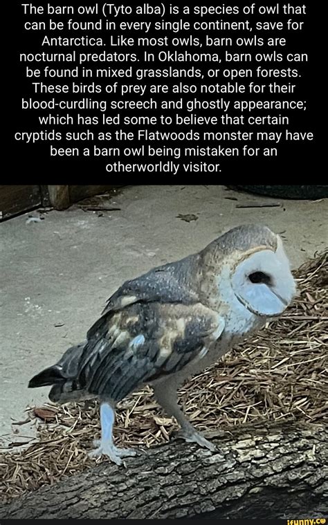 Barnowl memes. Best Collection of funny Barnowl pictures on iFunny