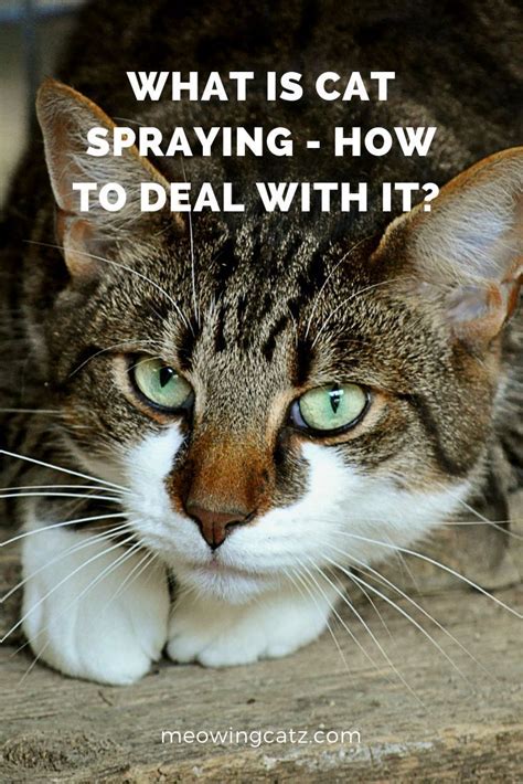 Cat spraying: why does it happen and what can you do? read this article and learn some useful ...