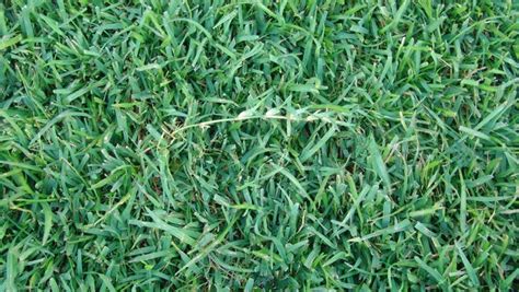 Campbell Vaughn: Centipede grass is low-maintenance, not 'no-maintenance'