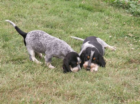 Basset Bleu de Gascogne Dog - Puppies, Rescue, Pictures, Information, Temperament ...