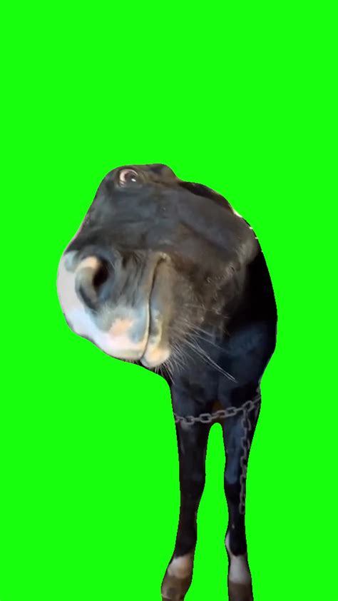 Horse Bombastic Side Eye | Green Screen