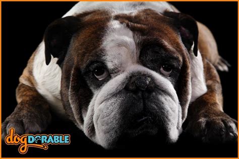 How to Train an American Bulldog: Obedience Training Tips