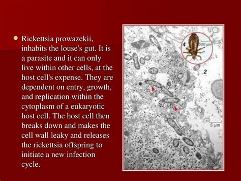 PPT - Rickettsia Prowazekii Epidemic typhus PowerPoint Presentation ...