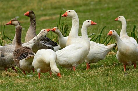 What Is The Difference Between A Duck And A Goose? — Farm & Animals ...