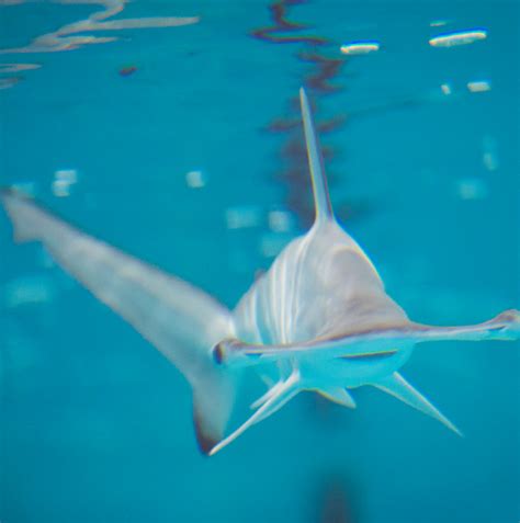Hammerhead Shark · The Zoo Society | Hammerhead shark, Shark, Cute baby animals