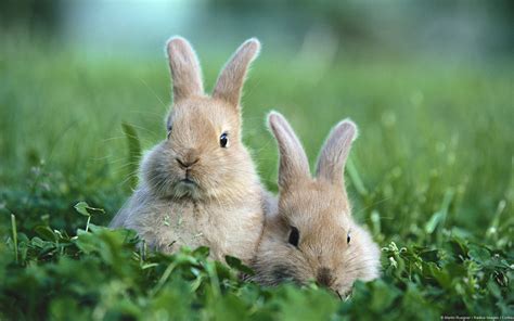 Cute Bunnies Wallpaper (65+ images)