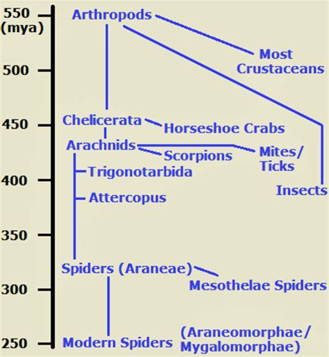 The Evolution of Spiders and Their Remarkable Adaptations - Owlcation