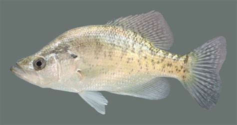 White Crappie – Discover Fishes