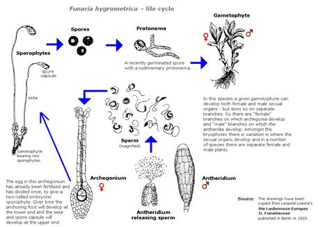 Funaria Hygrometrica life cycle - ANBG Bryophyte website