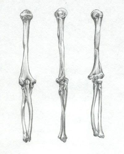 Arm Bones Drawing