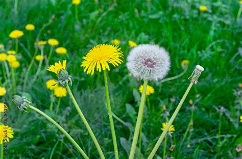 Dandelion flower. The life cycle of a dandelion. Stages of development of a dandelion. Stock ...