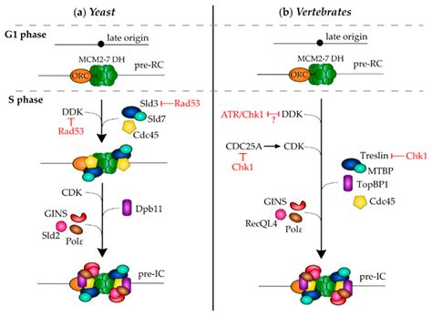 Genes | Free Full-Text | On the Interplay of the DNA Replication Program and the Intra-S Phase ...