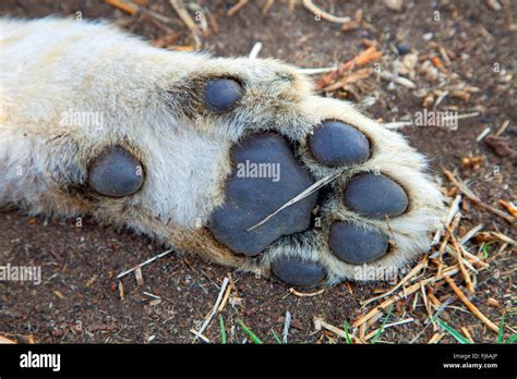 lion (Panthera leo), lion cub, bottom of a lion foot, South Africa ...