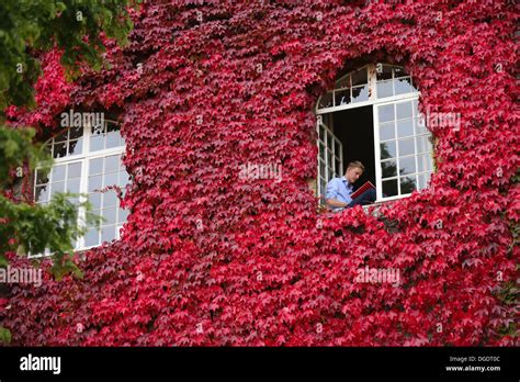 THe LARGEST wall of Virginia Creeper in Britain has turned a spectacular blaze of red Stock ...