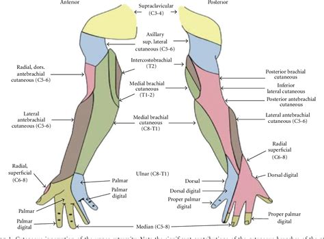 progresivo caja de cartón Distribución brachial nerve block Ostentoso ...