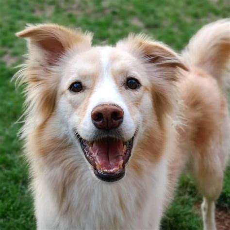 Golden Collie: Golden Retriever & Border Collie - The Dogman