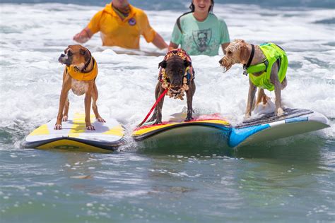 Surf Dog Competition - Saturday, July 29, 2017, 8 a.m. to 2 p.m. | San Diego Reader