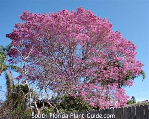 Florida Native Flowering Trees | Best Flower Site