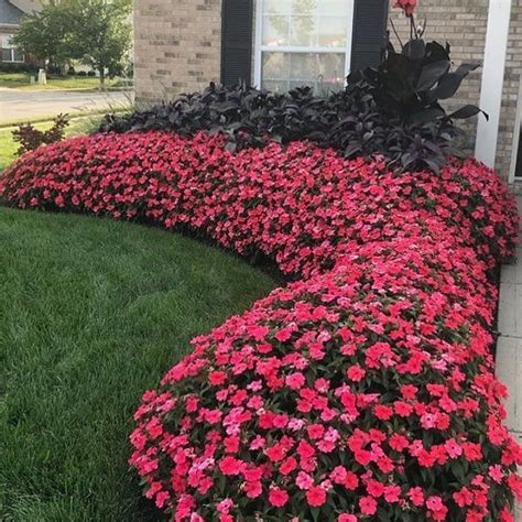 SunPatiens® on Instagram: ““This was my first year growing SunPatiens and they didn’t disappoin ...