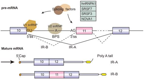 Genes | Free Full-Text | Alternative Splicing and Isoforms: From Mechanisms to Diseases