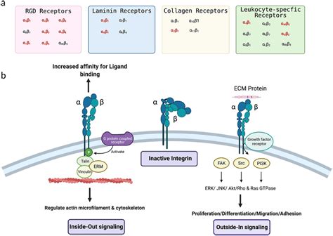 Integrins are a superfamily of cell adhesion receptors that recognize ...