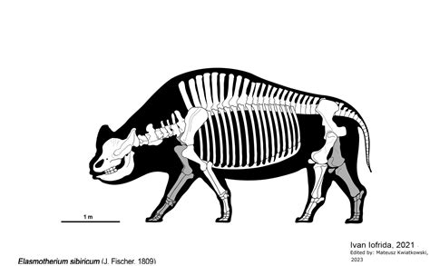 ArtStation - Elasmotherium - Skeletal Drawing by Ivan Iofrida ...