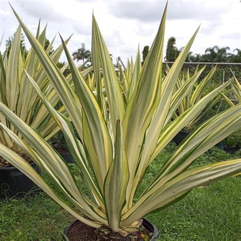 Giant Variegated False Agave (Furcraea Gigantea 'Variegata') Miami ...