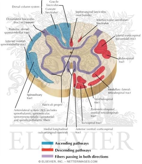 Principal Fiber Tracts of Spinal Cord